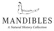 Logo of Mandibles. Mandibles sells taxidermy, skulls, natural history