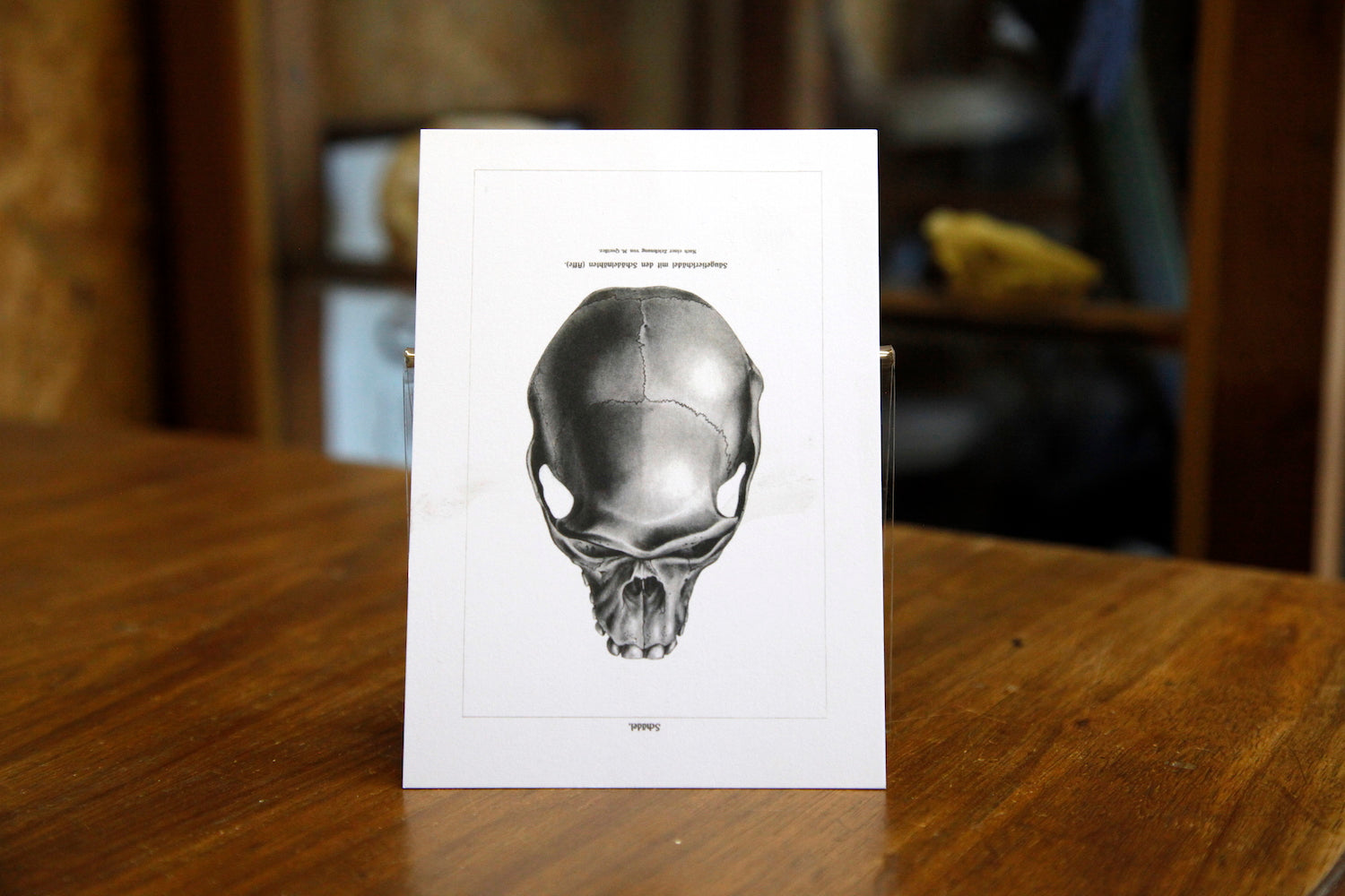 Skull postcard
