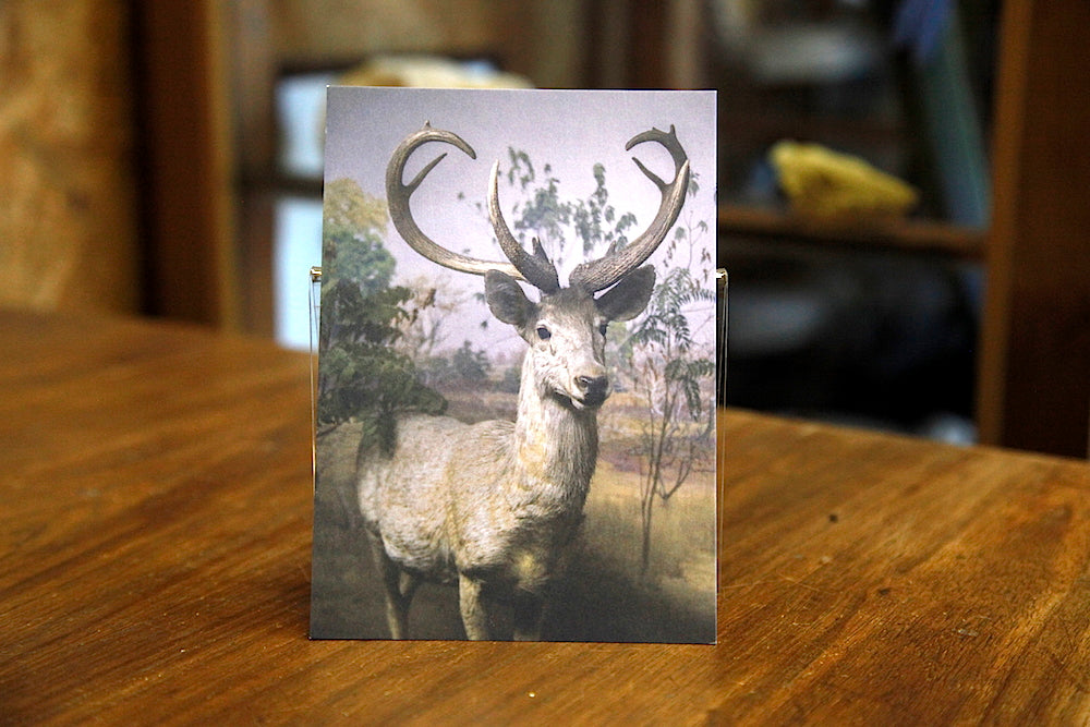 Eld's Deer postcard