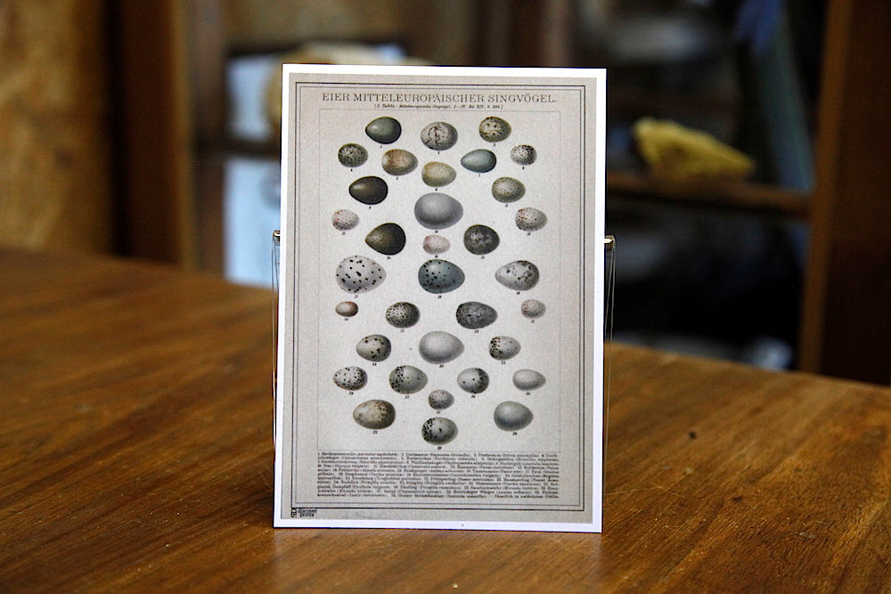Egg postcard