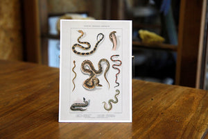 Snake postcard