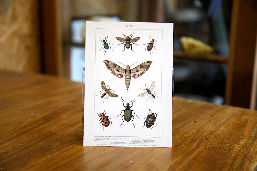 Insect postcard
